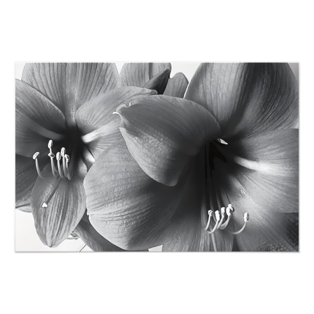 Två Amaryllis Blommor Tryck Foto Förstoring (Framsidan)