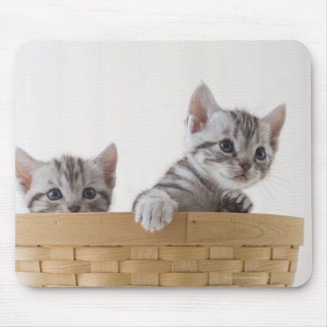 Två amerikanska Shorthair Kittens Musmatta (Framsidan)