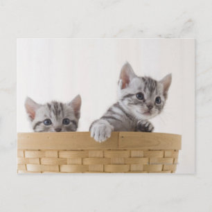 Två amerikanska Shorthair Kittens Vykort