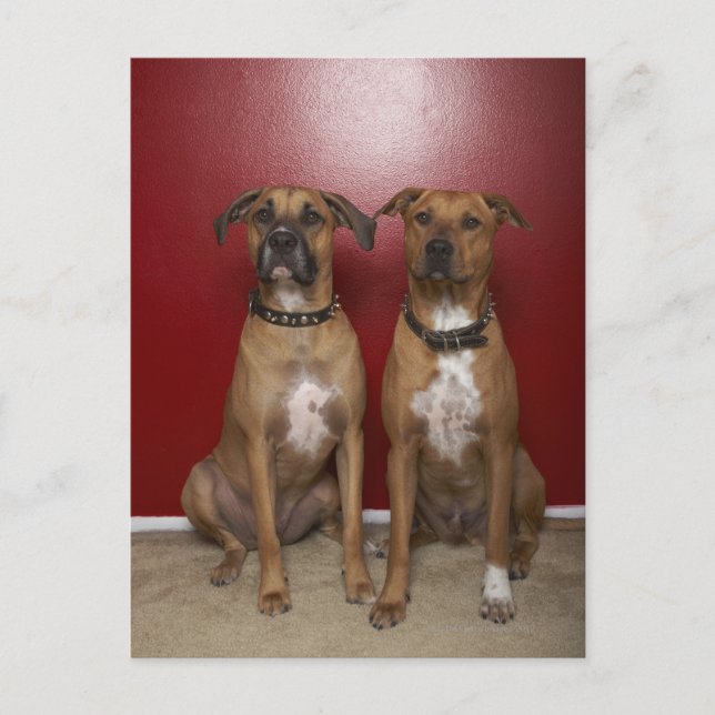 Två amerikanska stanford-skräckare sitta vykort (Framsida)