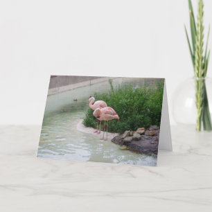 "Två Anka och två Flamingos" - tackkort Kort