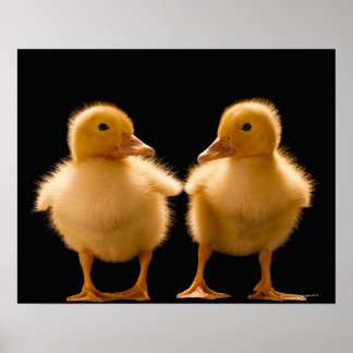 Två anklingar tittar varandra poster