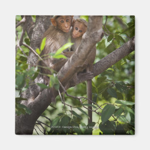 Två apor i A Träd Magnet