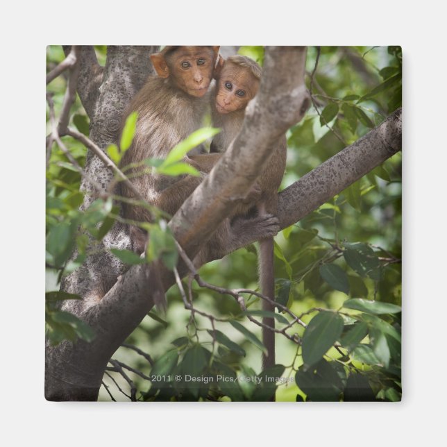 Två apor i A Träd Magnet (Framsidan)