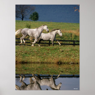 Två äpple Grått Percheron Horses Runings Poster