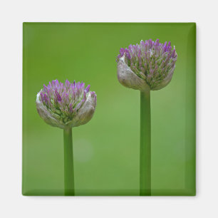 "Två ärter i en Pod" Wildblommor Magnet