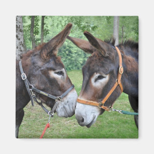 Två åsnaordstävhejer magnet