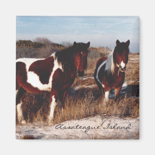 Två Assateague vildhästar - magnet