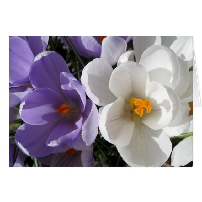 Två av ett slag hälsningskort (Framsidan Horizontal)