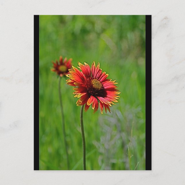 Två av ett slag vykort (Framsida)