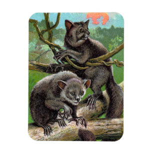 Två aye-Ayes i ett träd i Madagascar vintage Magnet