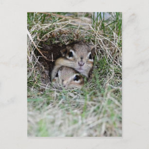 Två Baby Chipmunks försöker ta sig ut ur Burrow Vykort