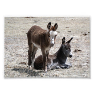 Två Baby Donkey 5x7 Fototryck