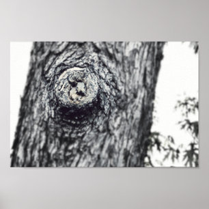 Två Baby-ekorrar som söker ut ett foto från vilda Poster