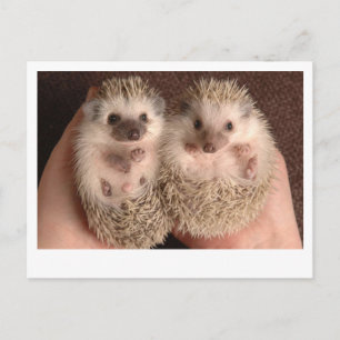 Två Baby Hedgehogs Vykort