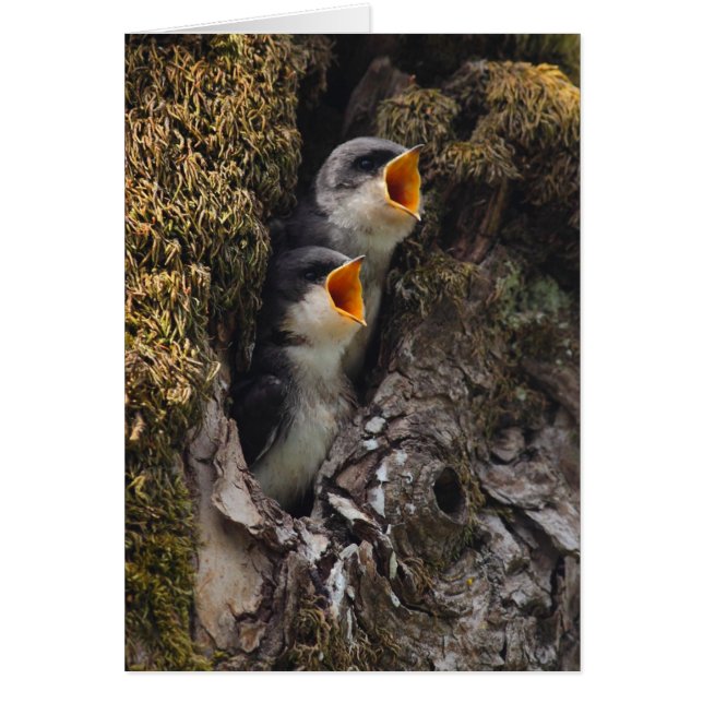 Två Baby Träd Sväljer Hälsningskort (Framsidan)