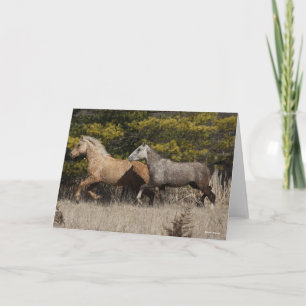 Två Bashkir Curly Horses som springer tillsammans Kort