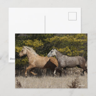 Två Bashkir Curly Horses som springer tillsammans Vykort