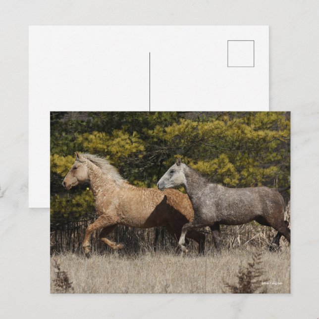 Två Bashkir Curly Horses som springer tillsammans Vykort (Fram/baksida)