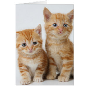 Två beundransvärda kittens hälsningskort