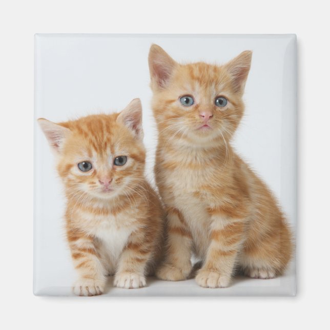 Två beundransvärda kittens magnet (Framsidan)