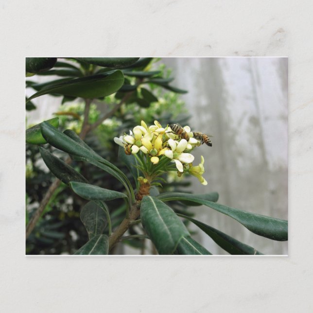 Två bin vykort (Framsida)