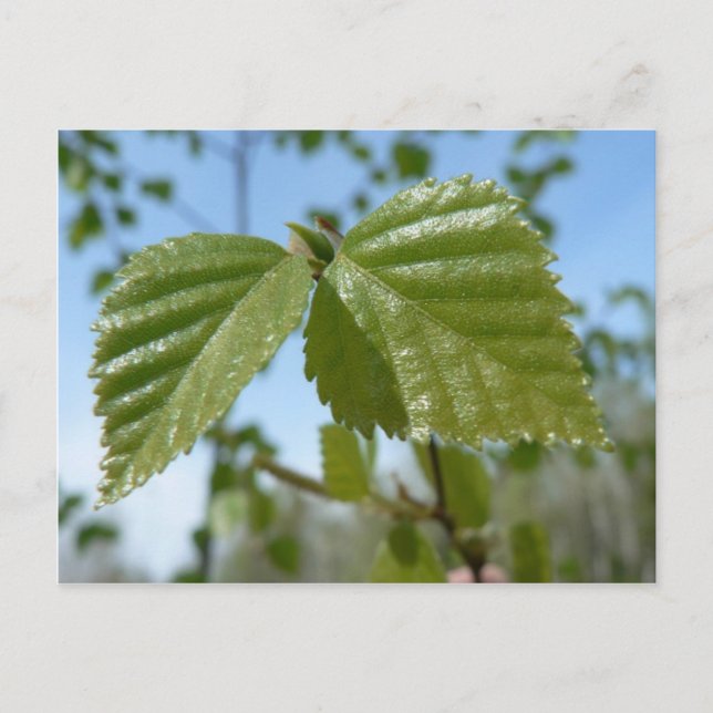 Två Birch Leav Vykort (Framsida)