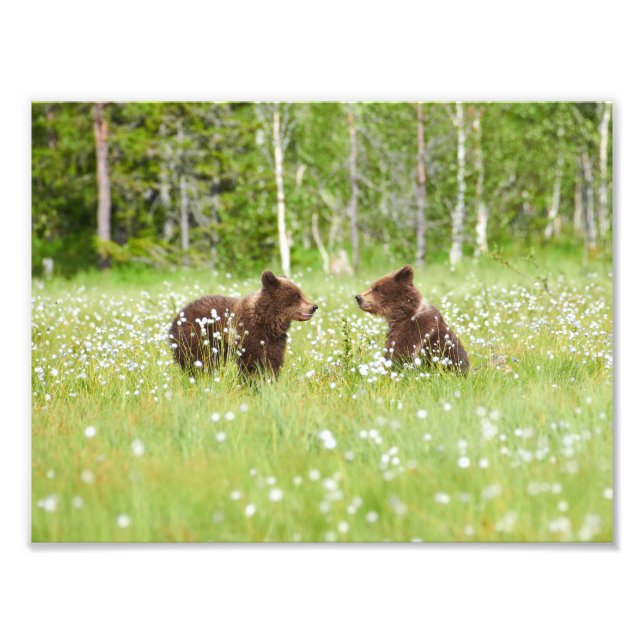 Två björnar på finsk träff fototryck (Framsidan)