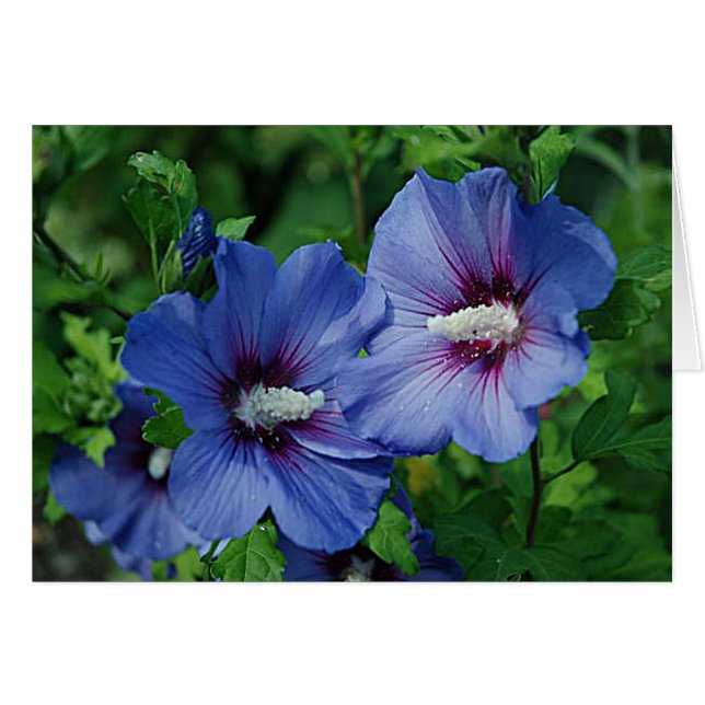 Två blå Hibiscus Flowers på fabrik Hälsningskort (Framsidan Horizontal)