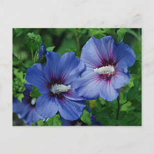 Två blå Hibiscus Flowers på fabrik Vykort