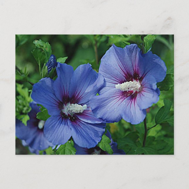Två blå Hibiscus Flowers på fabrik Vykort (Framsida)