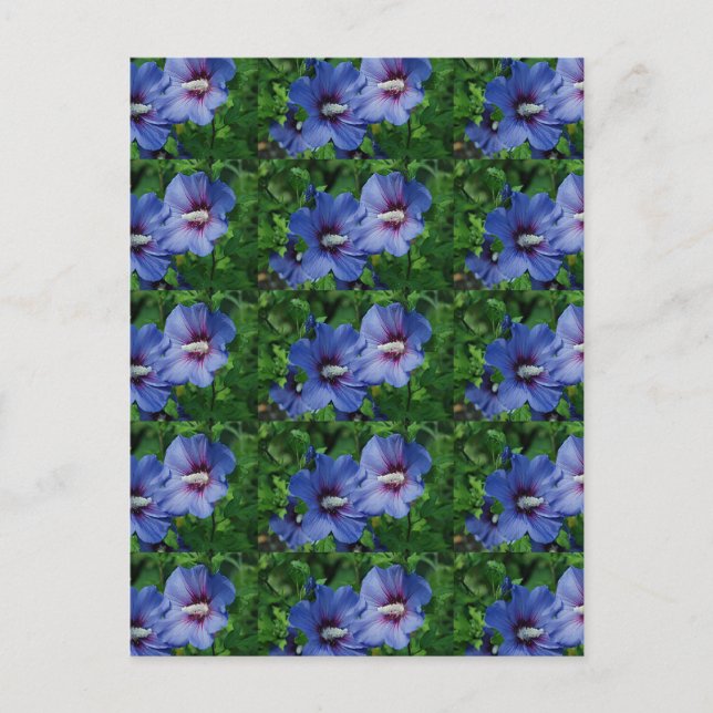 Två blå Hibiscus Flowers på fabrik Vykort (Framsida)