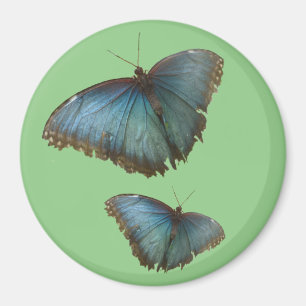 Två blå morfo Butterflies Cust. BG Färg Magnet