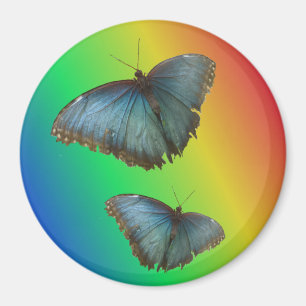 Två blå morpho Butterflies Rainbow Magnet
