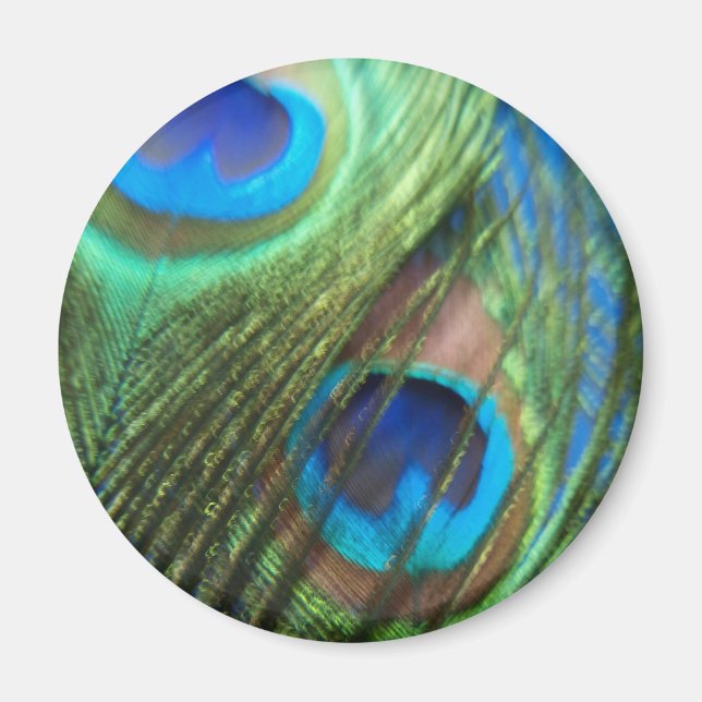 Två blå Peacock Feathers Magnet (Framsidan)