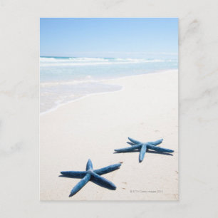 Två blå stjärnfiskar i vatten kant på tropiska vykort