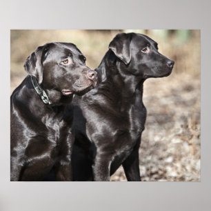 Två Black Labrador-hämtare Poster