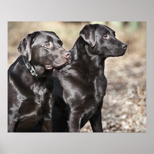 Två Black Labrador-hämtare Poster (Framsidan)
