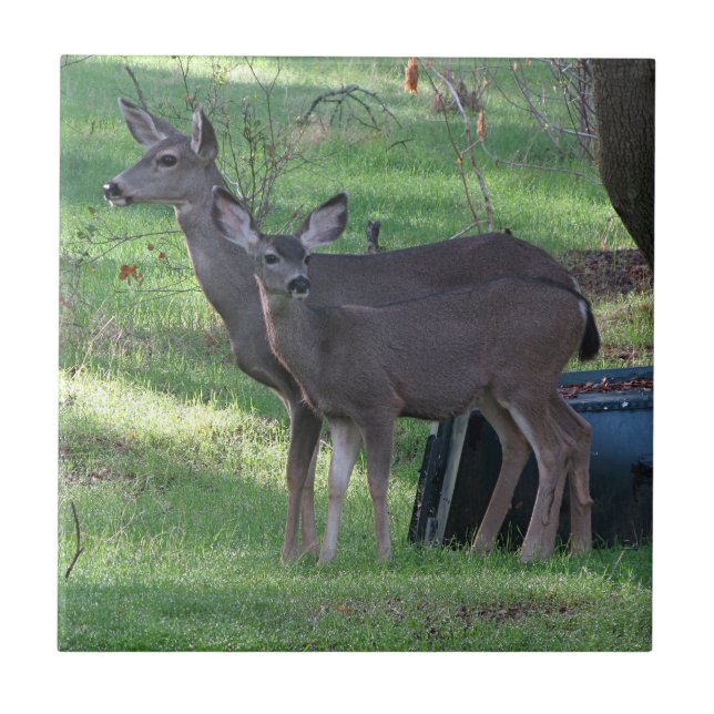 Två Blacktail-Hjort, keramiskt plattor Kakelplatta (Framsidan)
