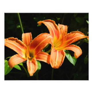 Två blommor fototryck