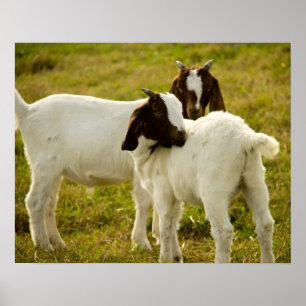 Två Boer Goats Cute Poster