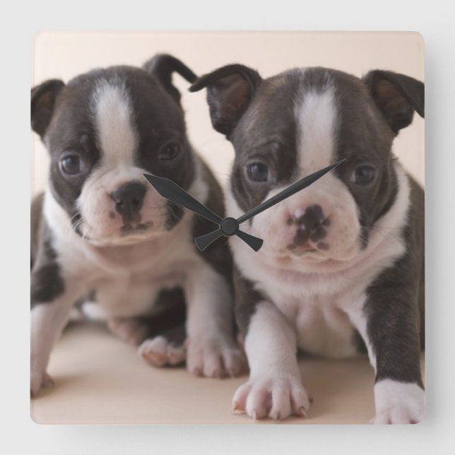 Två Boston Terrier-dockor Fyrkantig Klocka (Framsida)