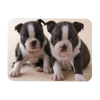 Två Boston Terrier-dockor