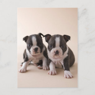 Två Boston Terrier-dockor Vykort