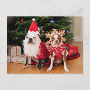 Två boston terriers i juldräkter helg vykort