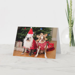Två boston terriers i juldräkter helgkort