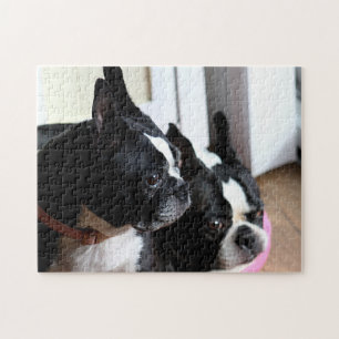 Två Boston terriers Pussel