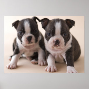 Två Boston Terriervalpar Poster
