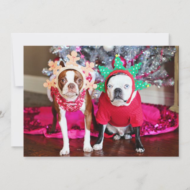 Två BostonTerriers (Framsida)