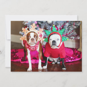 Två BostonTerriers